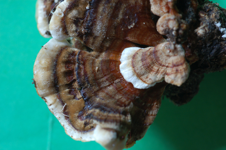 Uno Stereum forse? (Trametes versicolor)